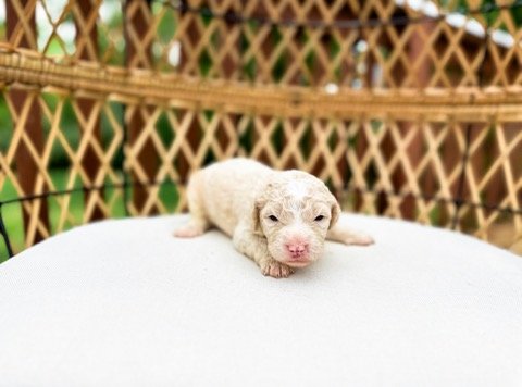 cream color doodle puppy