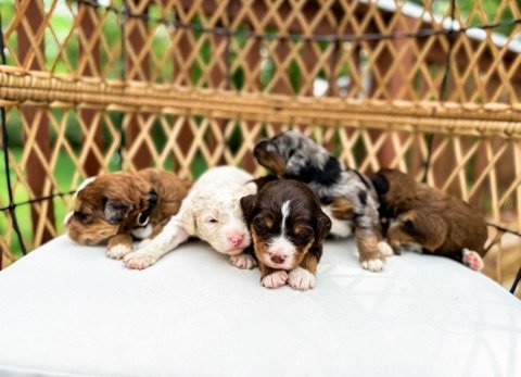 adorable bernedoodle puppies