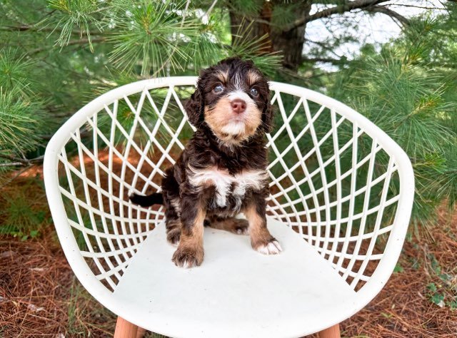 where to find chocolate bernedoodle puppies for sale