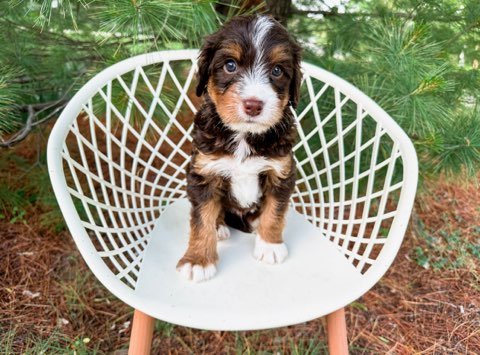 what is an australian bernedoodle