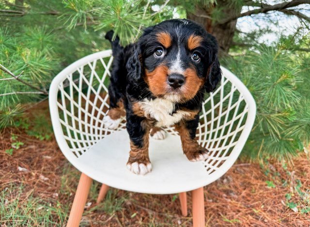 standard teddy bear bernedoodle puppies