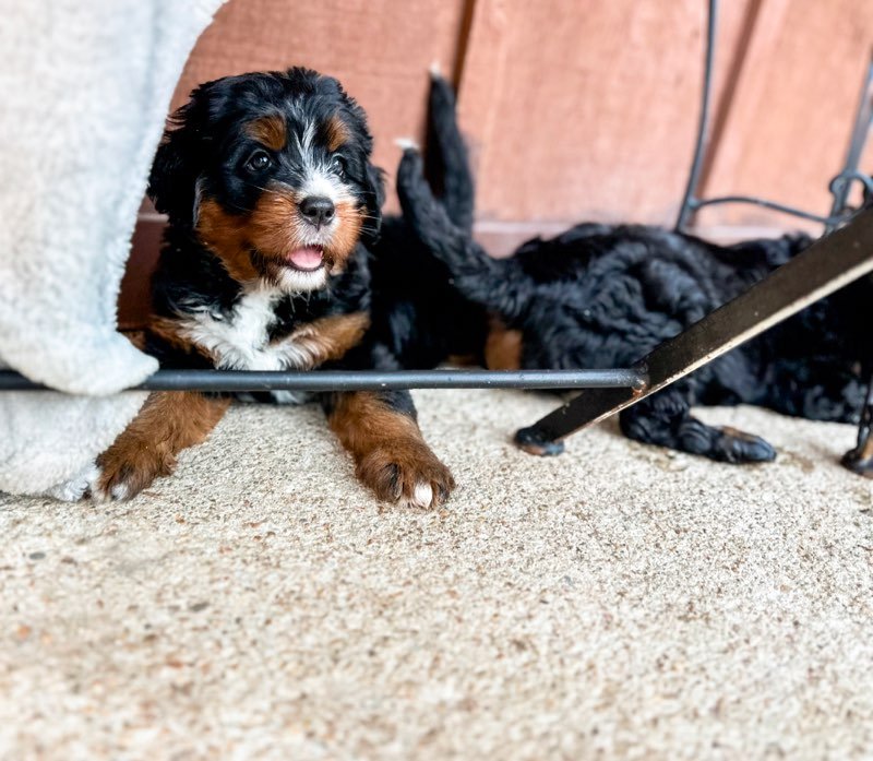 extra large bernedoodle puppies for sale