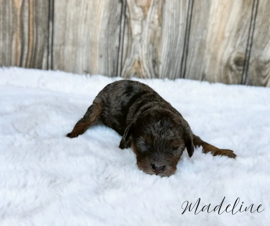 blue merle cavapoo puppies