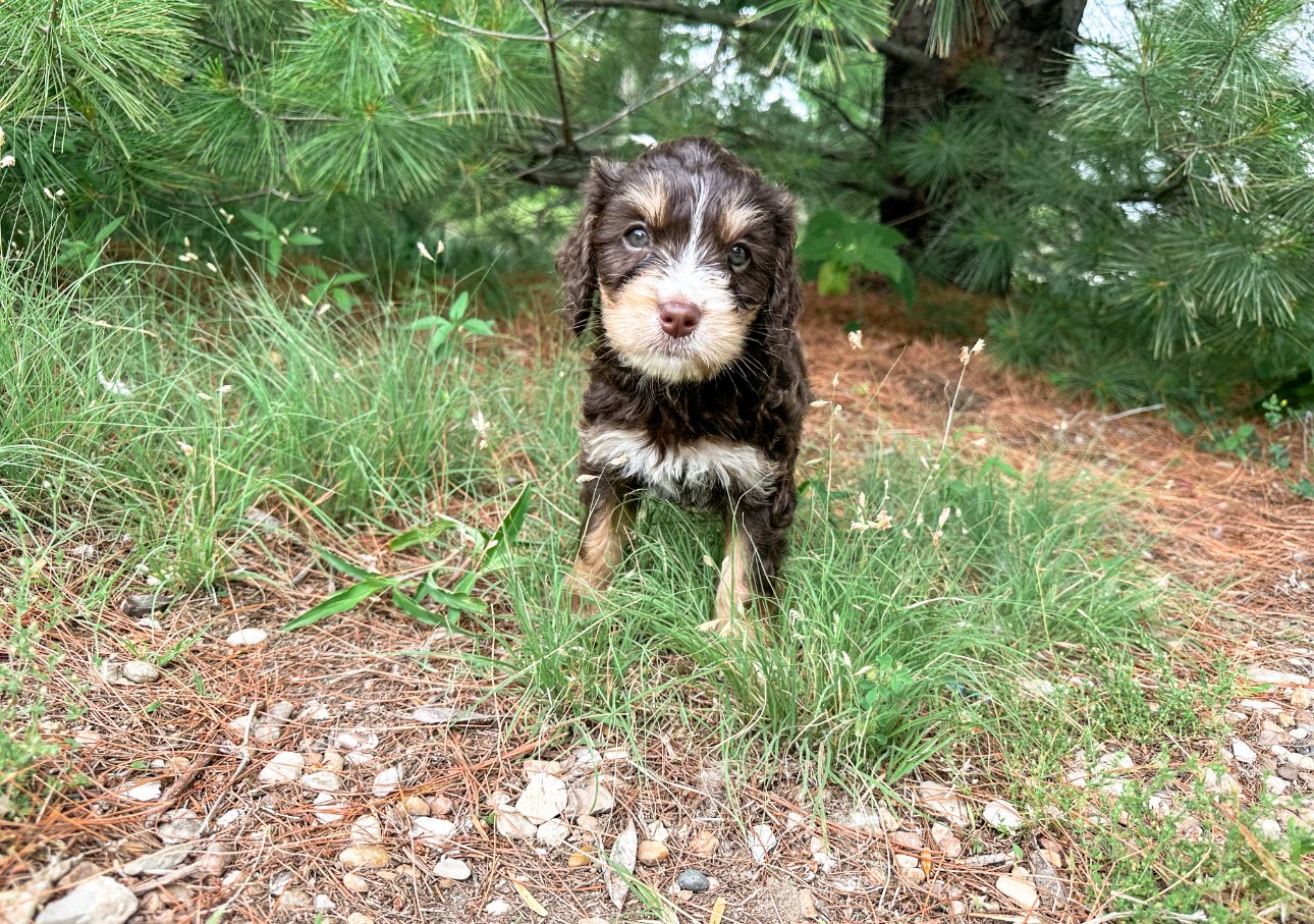 chocolate tri bernedoodle