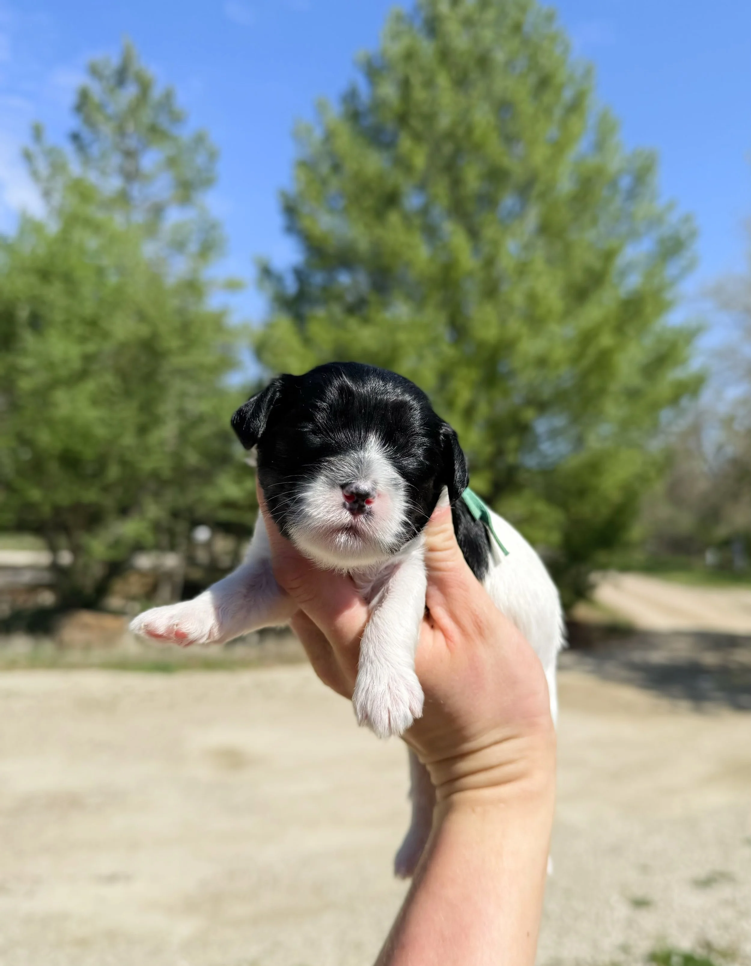 australian cavoodles for sale