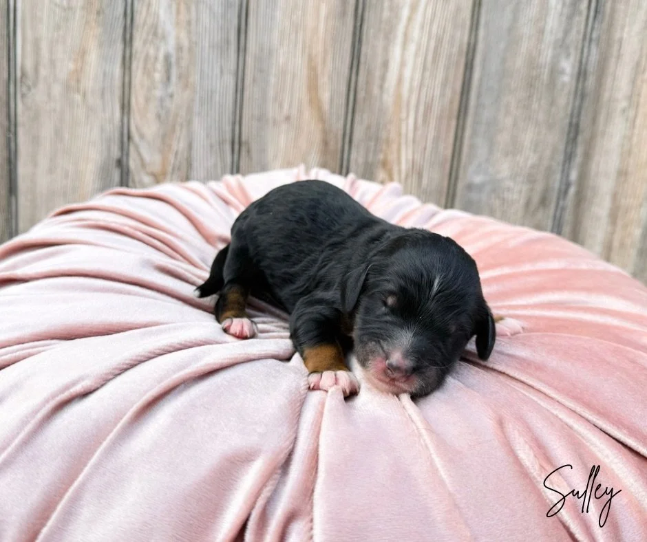 standard australian labradoodle breeders
