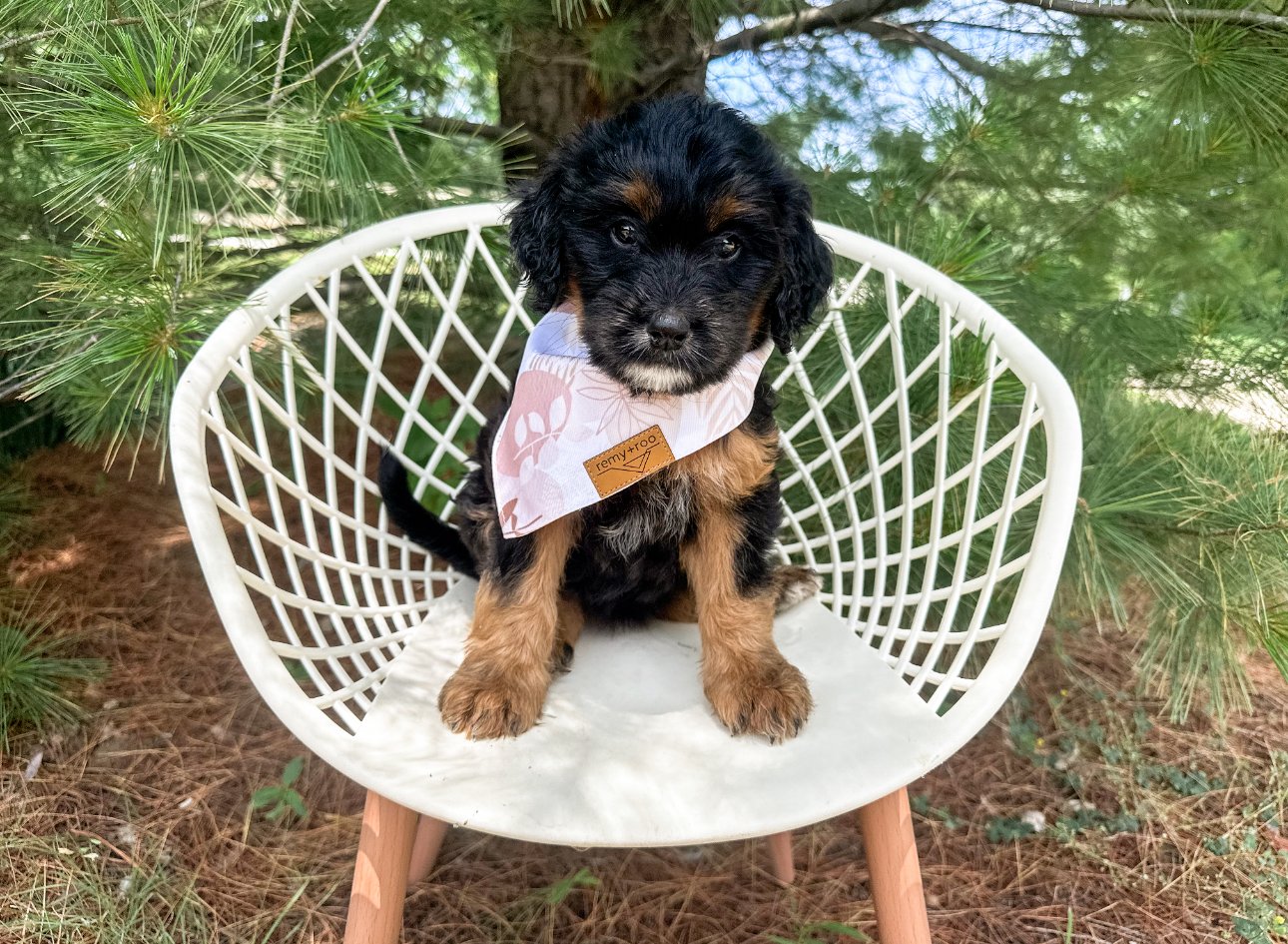 cute phantom bernedoodle puppy