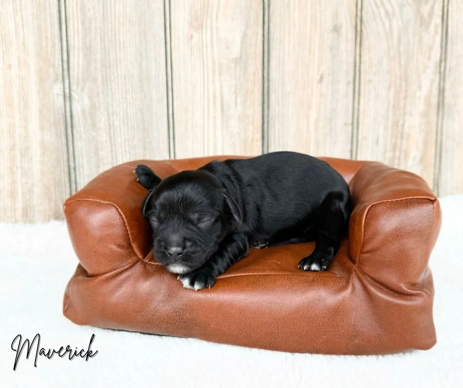 black doodle puppies