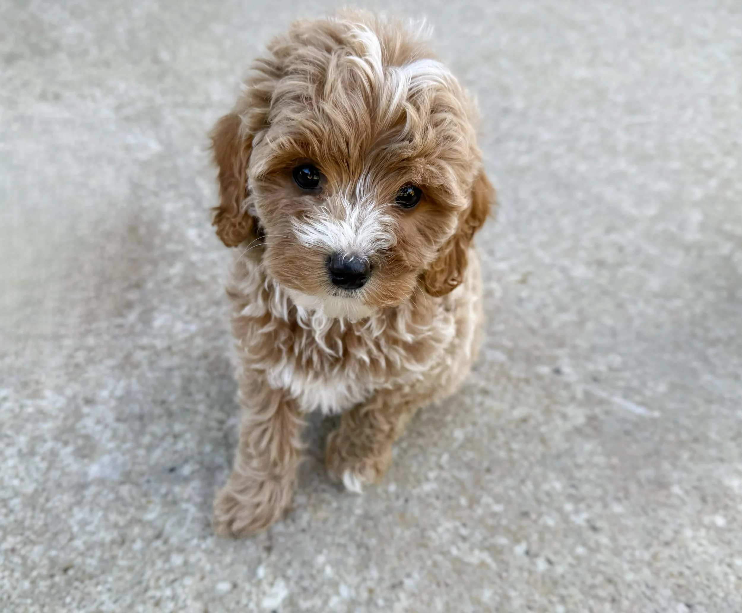 cavapoo breeders near me