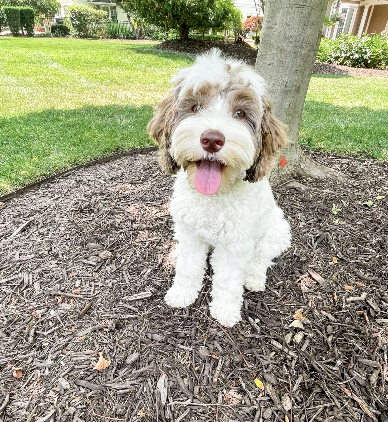 chocolate merle parti australian labradoodle