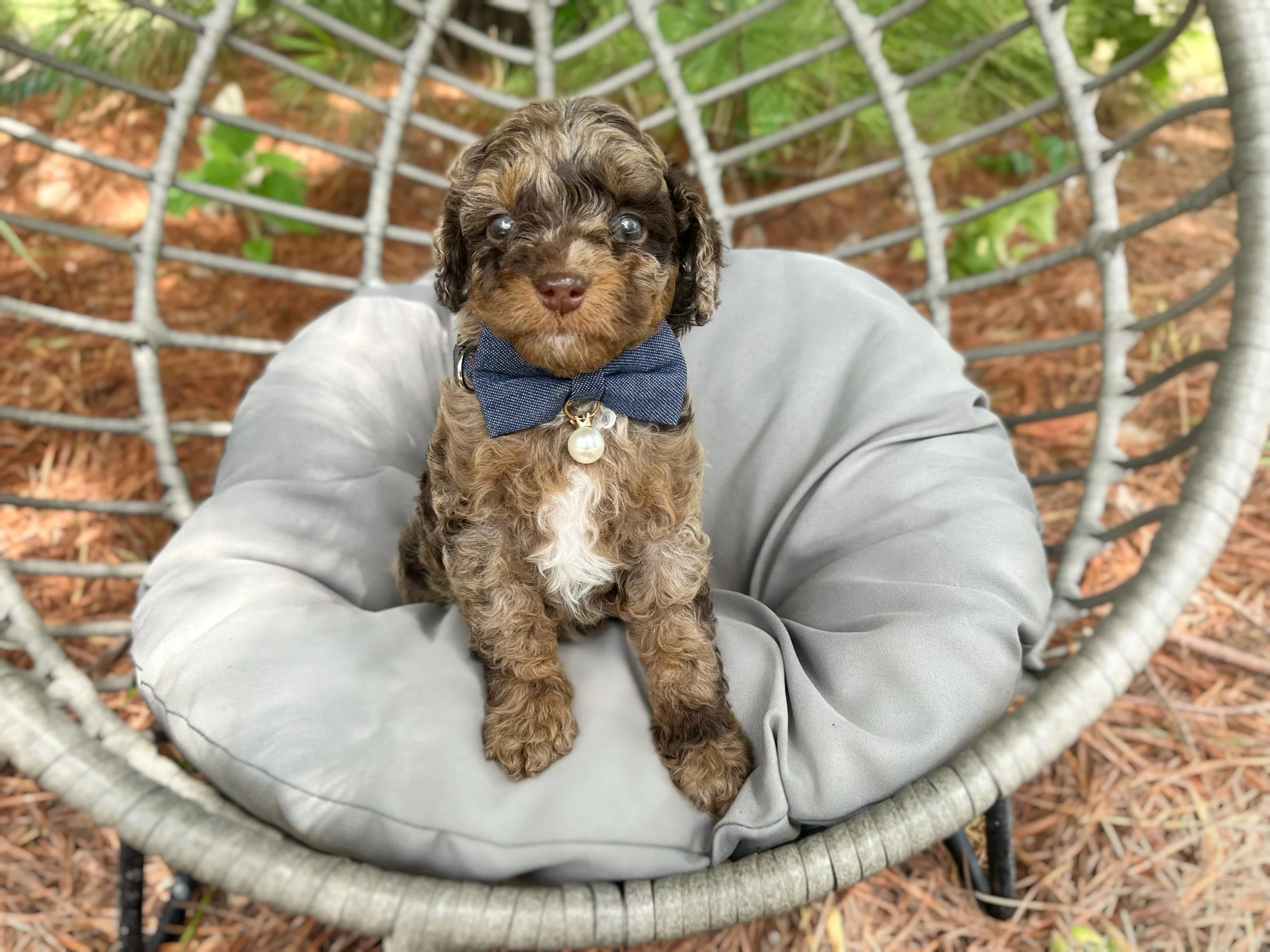 merle cavapoo breeders