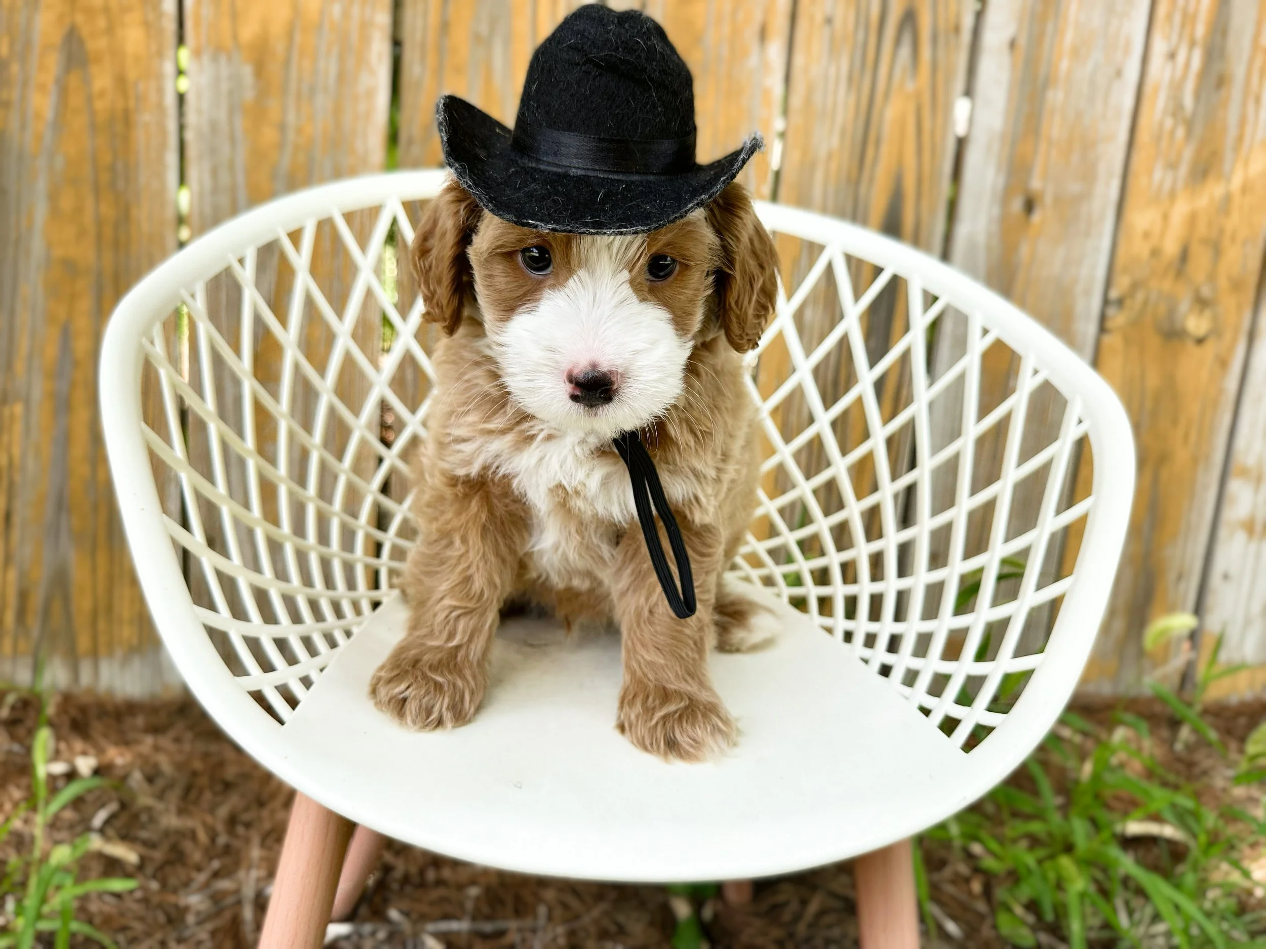mini bernedoodle breeder near me