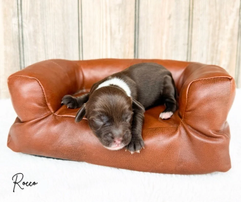 mini australian labradoodle breeder in texas