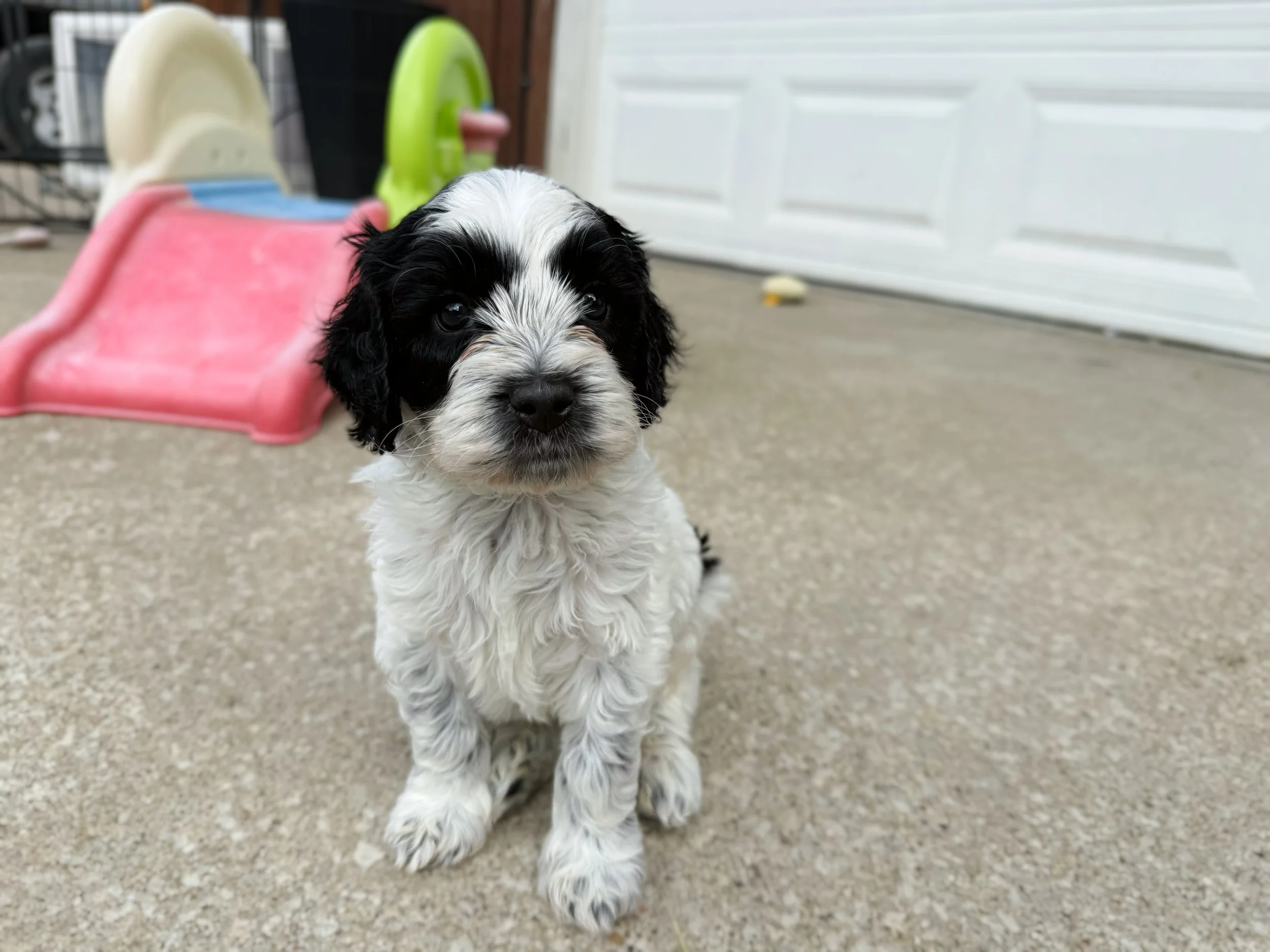 roan australian labradoodle for sale