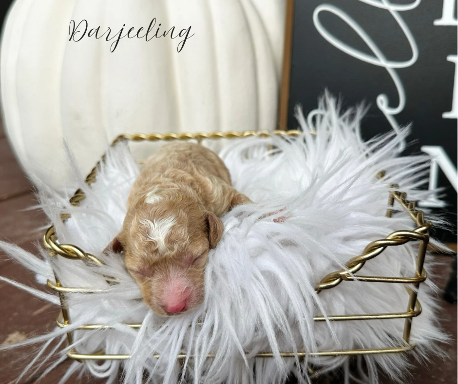 curly coat cavapoo puppy for sale