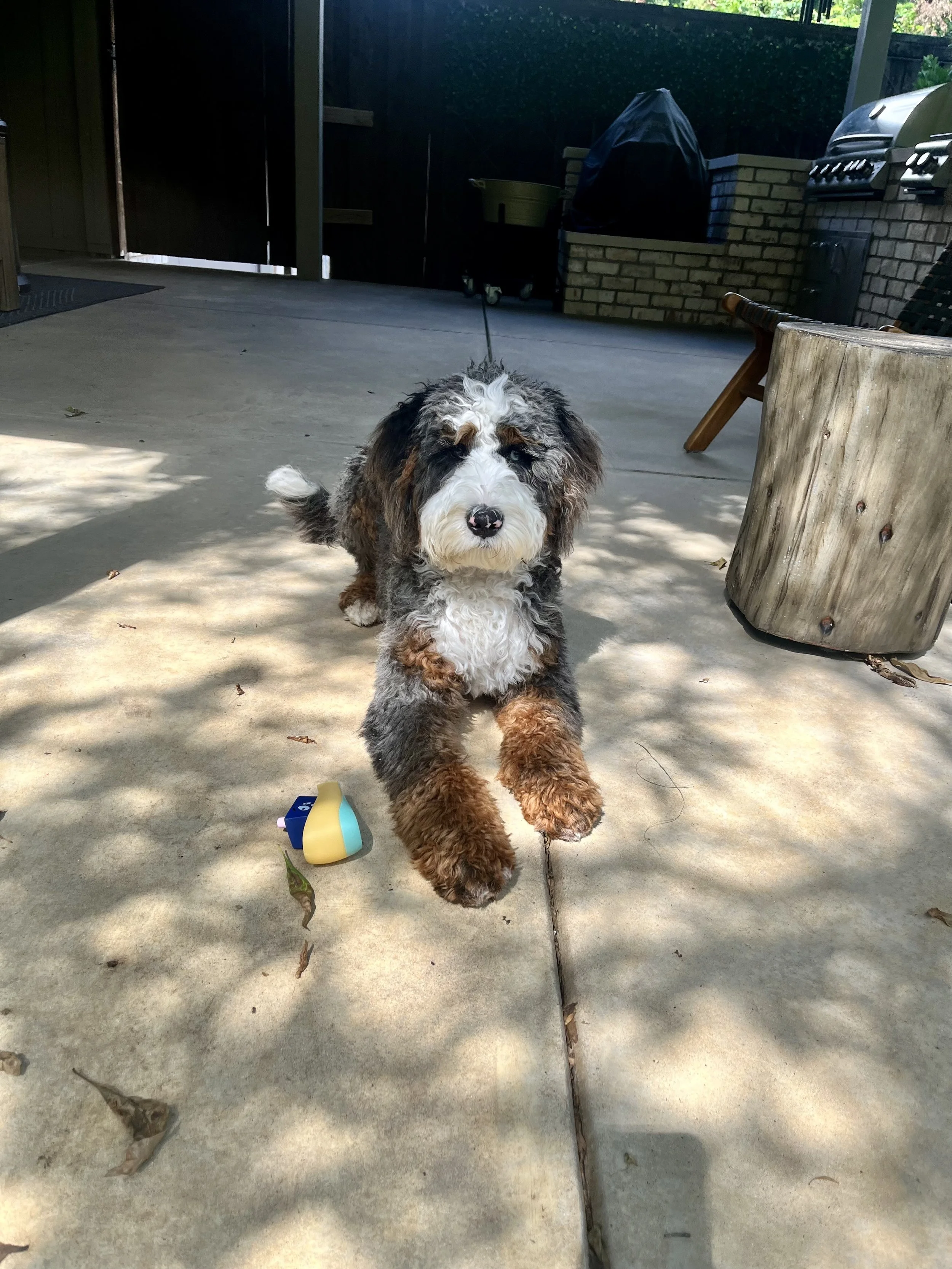 merle bernedoodle full grown