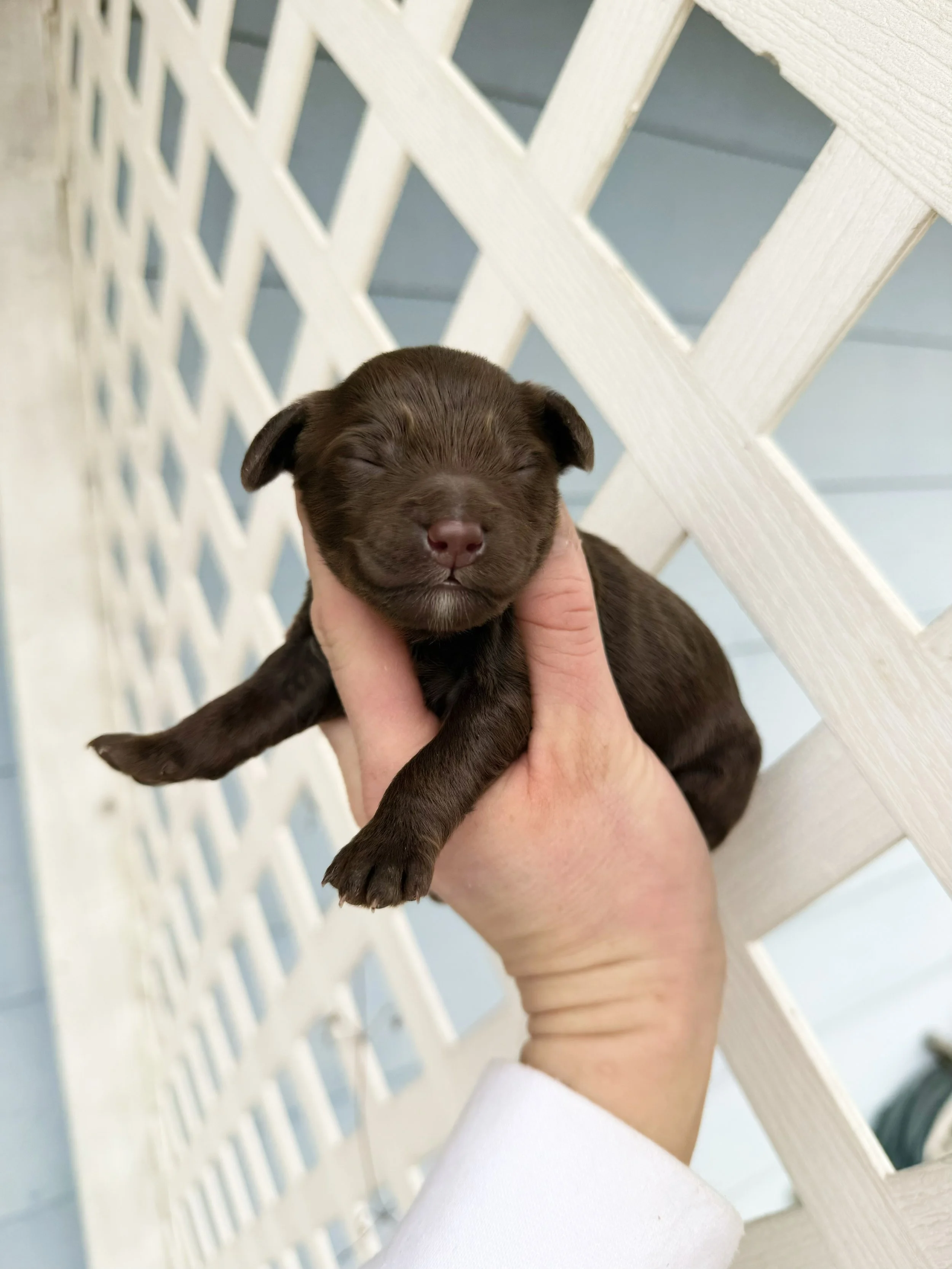 mini chocolate austalian bernedoodle puppy