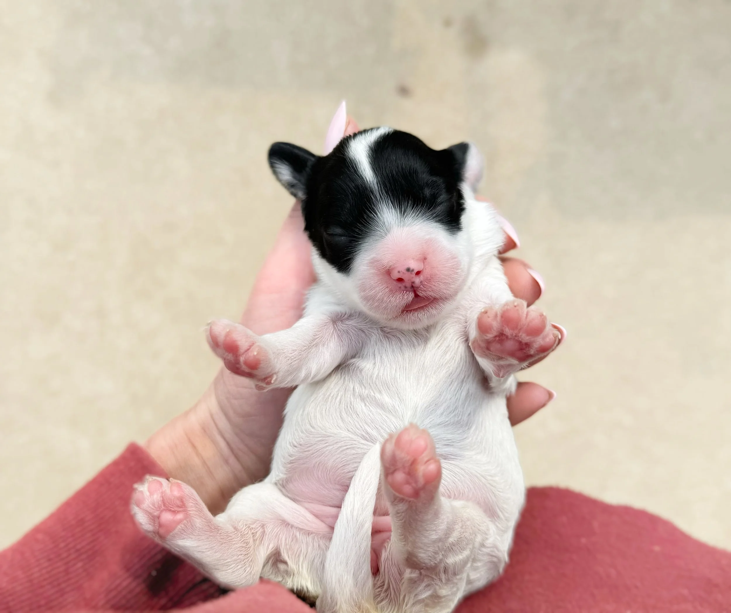 mini australian labradoodle