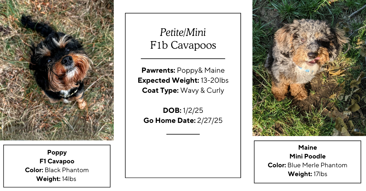 cavapoo breeders kansas