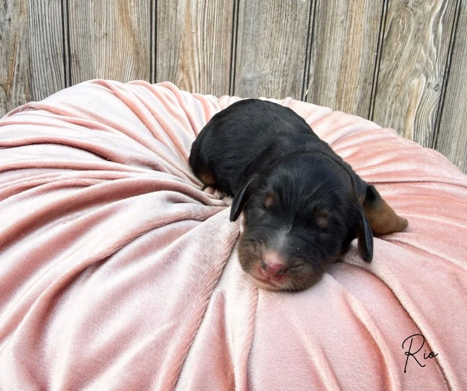 australian bernedoodle vs aussie mountain doodle