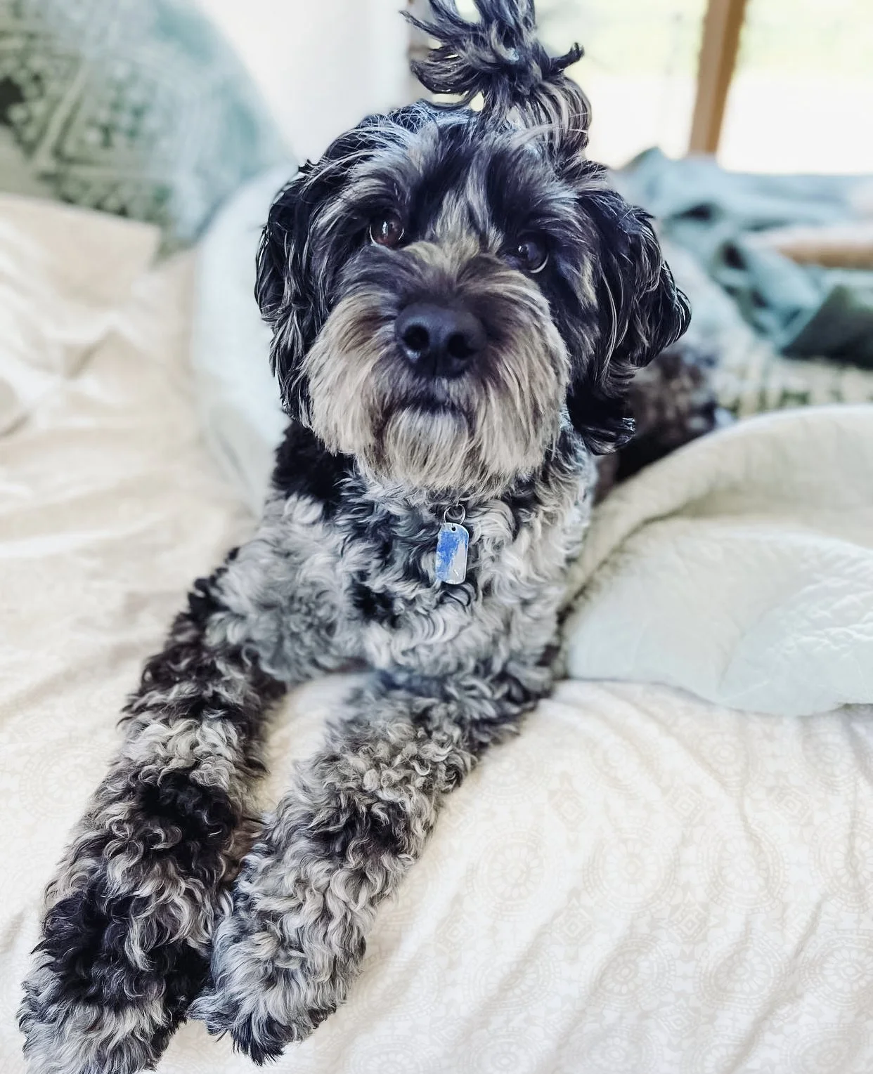blue merle austalian labradoodle breeder near me