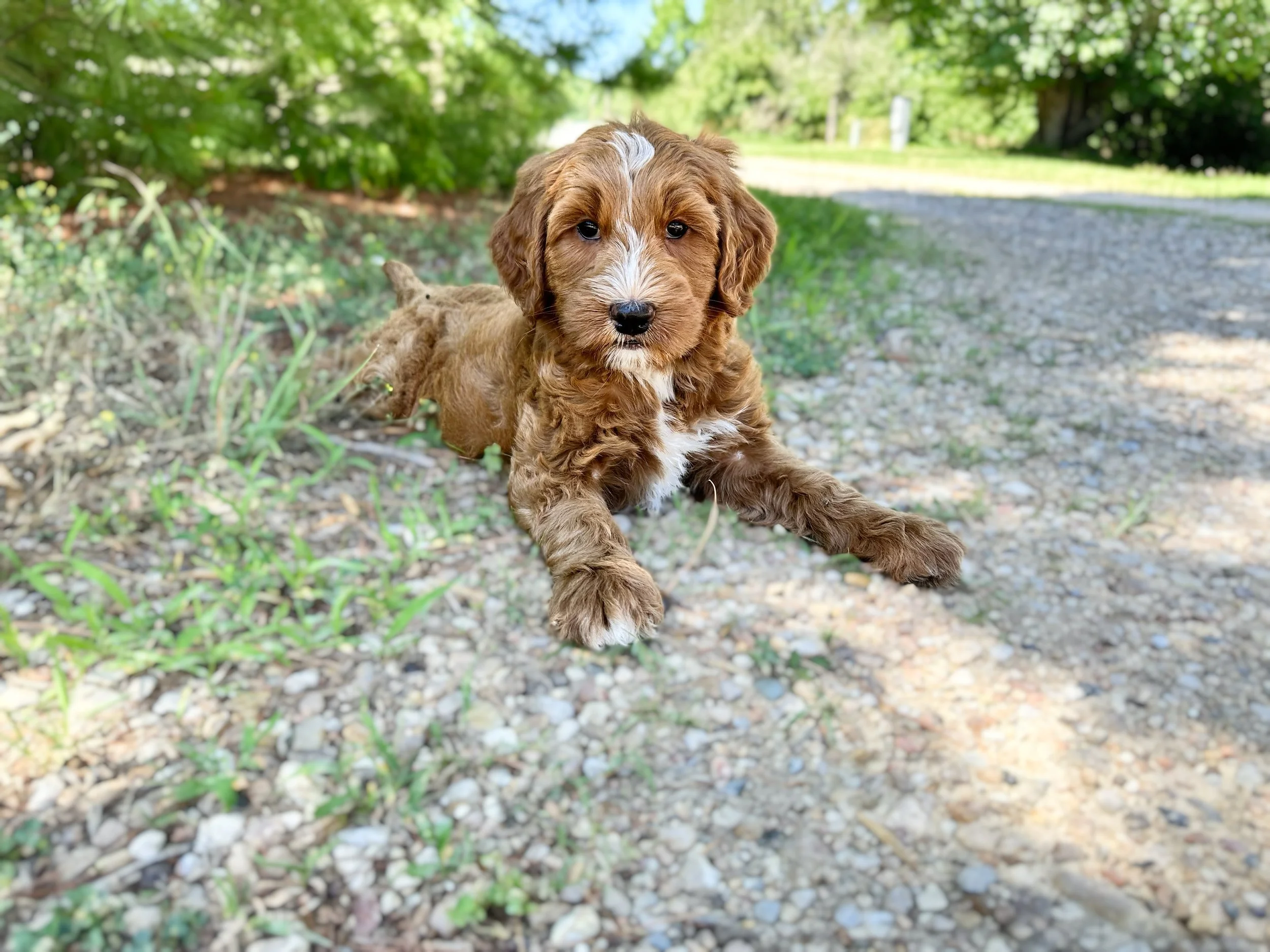 medium australian bernedoodles