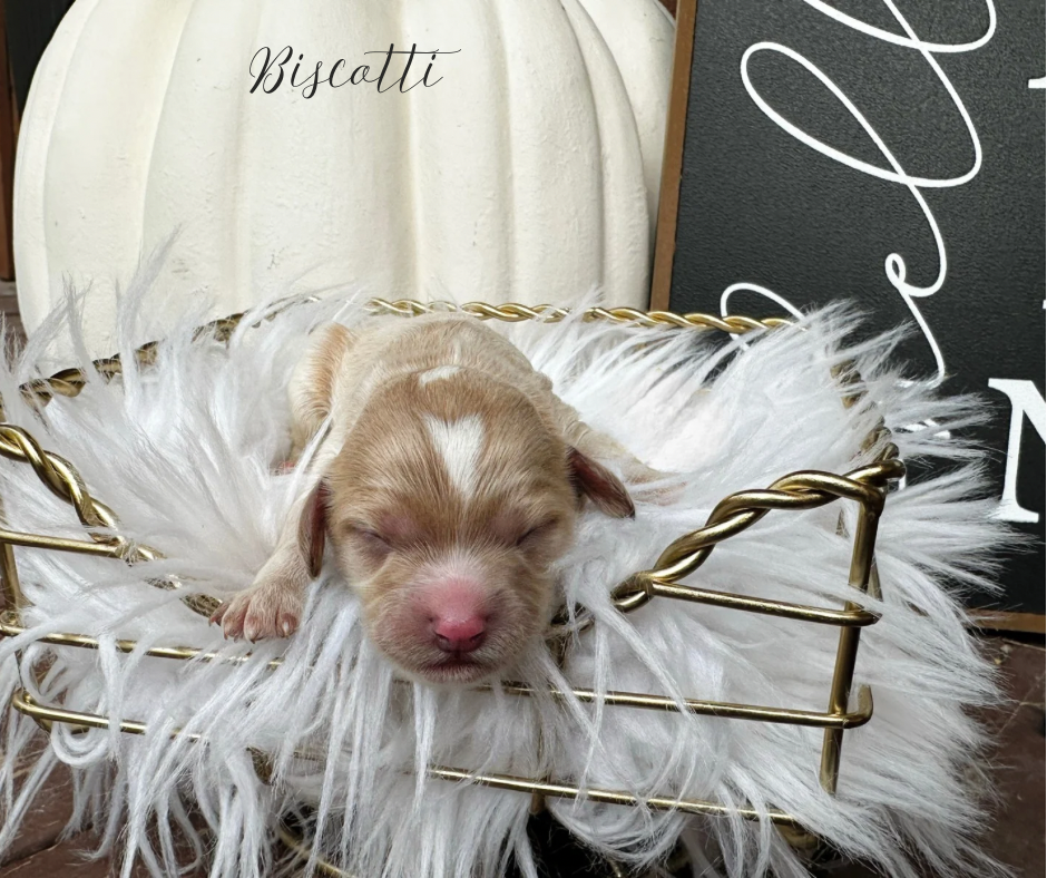 toy cavapoo breeders