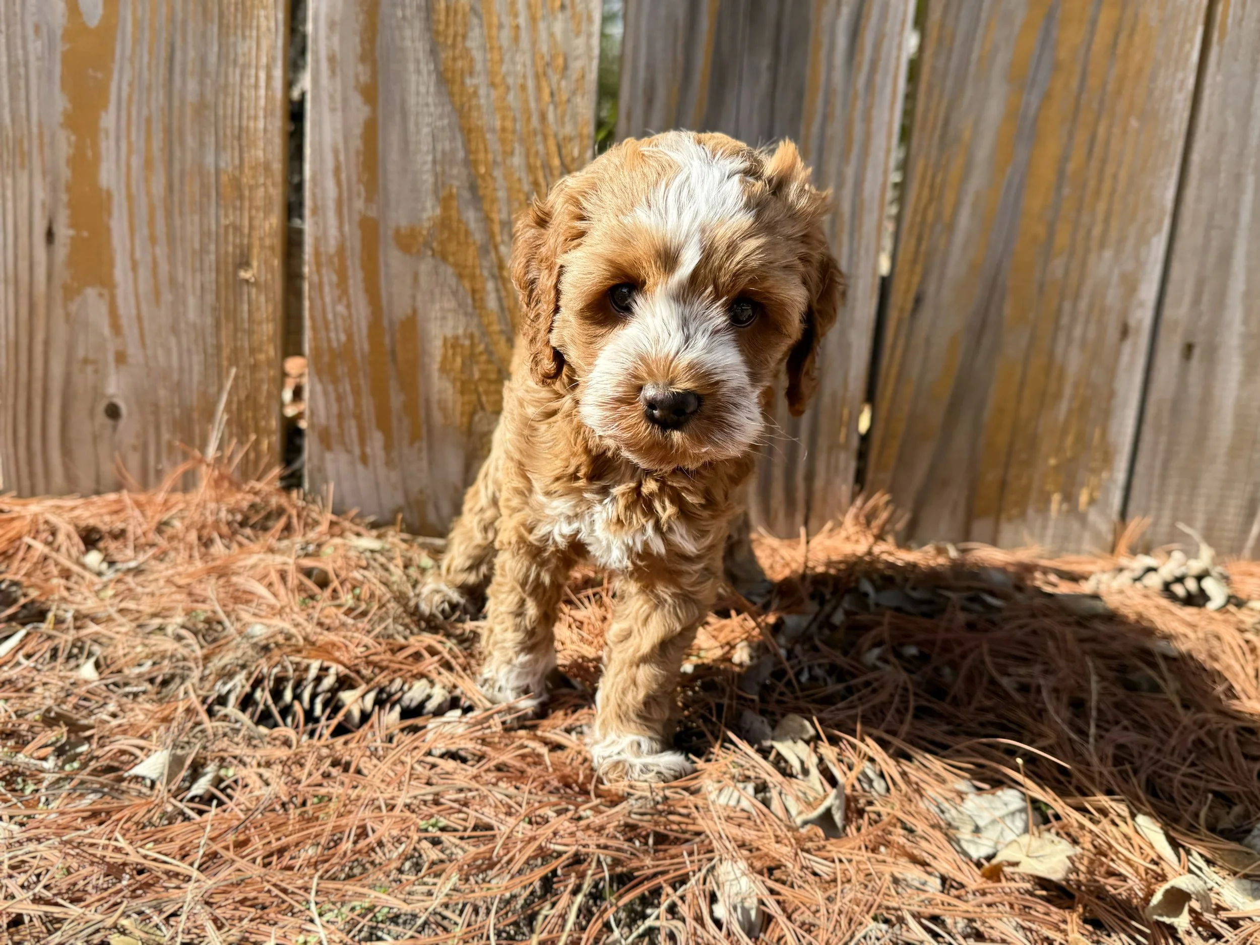 red roan australian labradoodle puppy