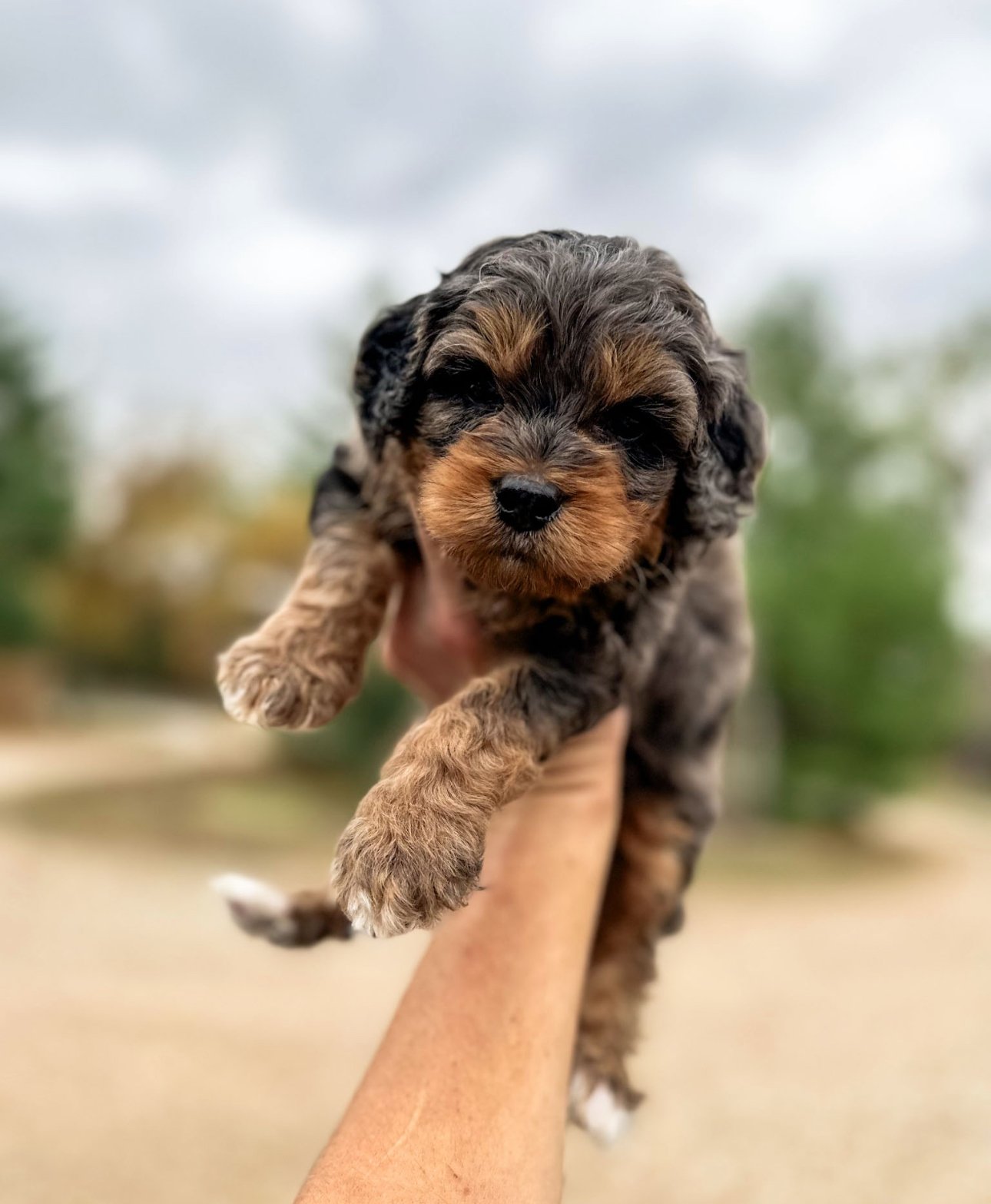 cutest aussie mountain doodle puppies