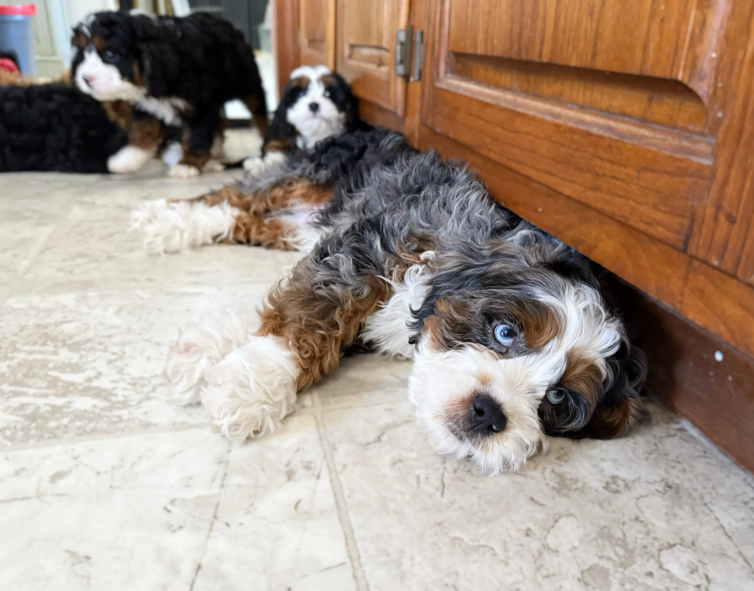 cuddle cavapoo breeders