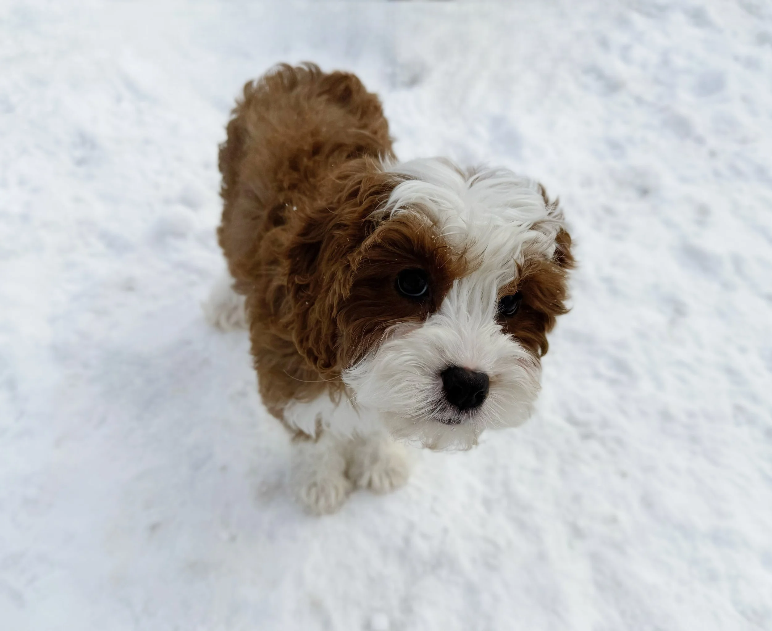 red cavapoo puppy