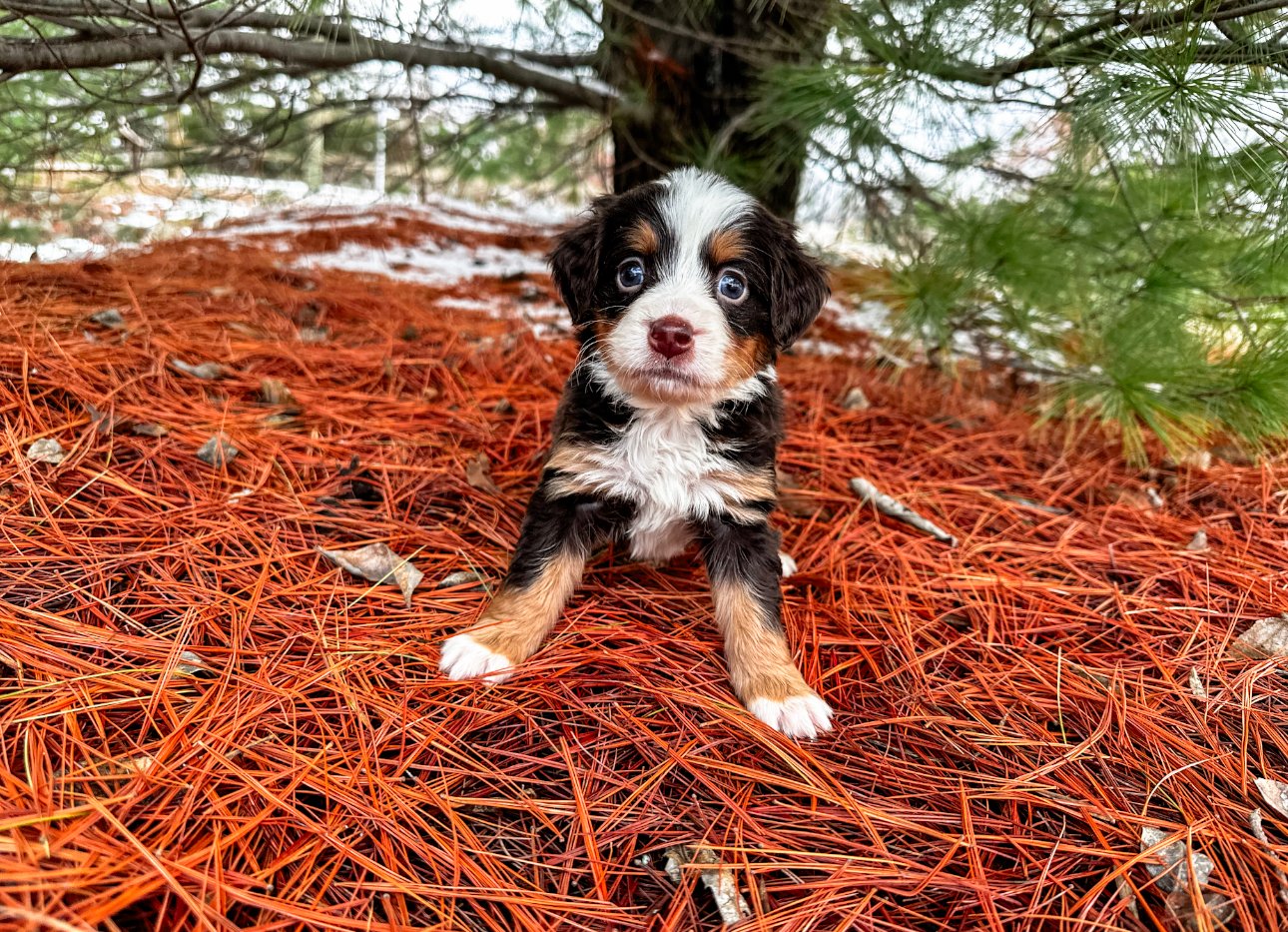 chocolate unfurnished mini bernedoodle