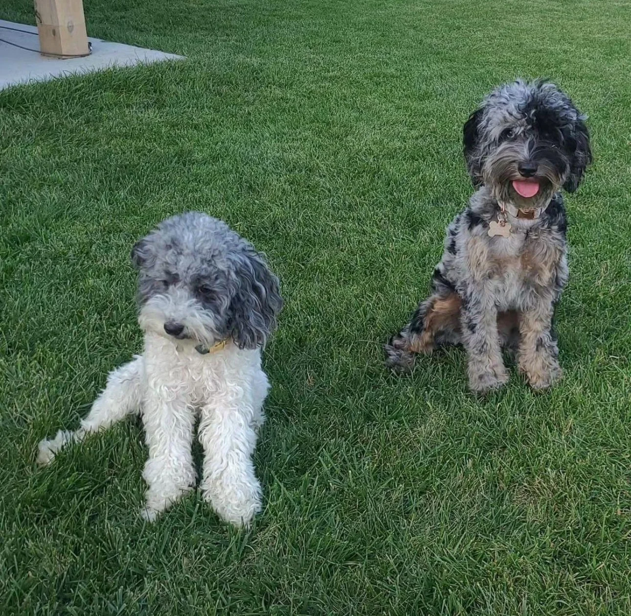 full grown micro mini merle australian labradoodles