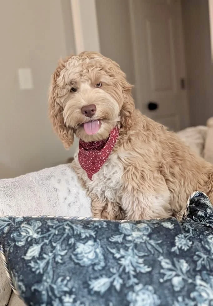 caramel merle roan labradoodle