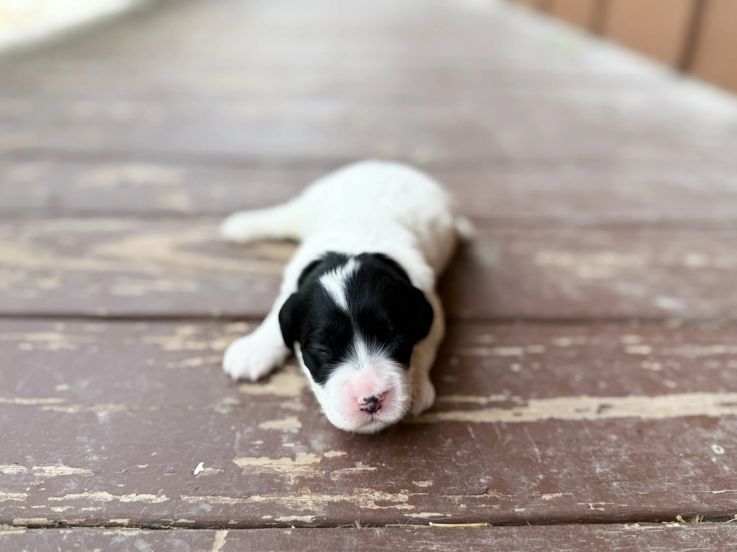 labradoodle breeders in missouri