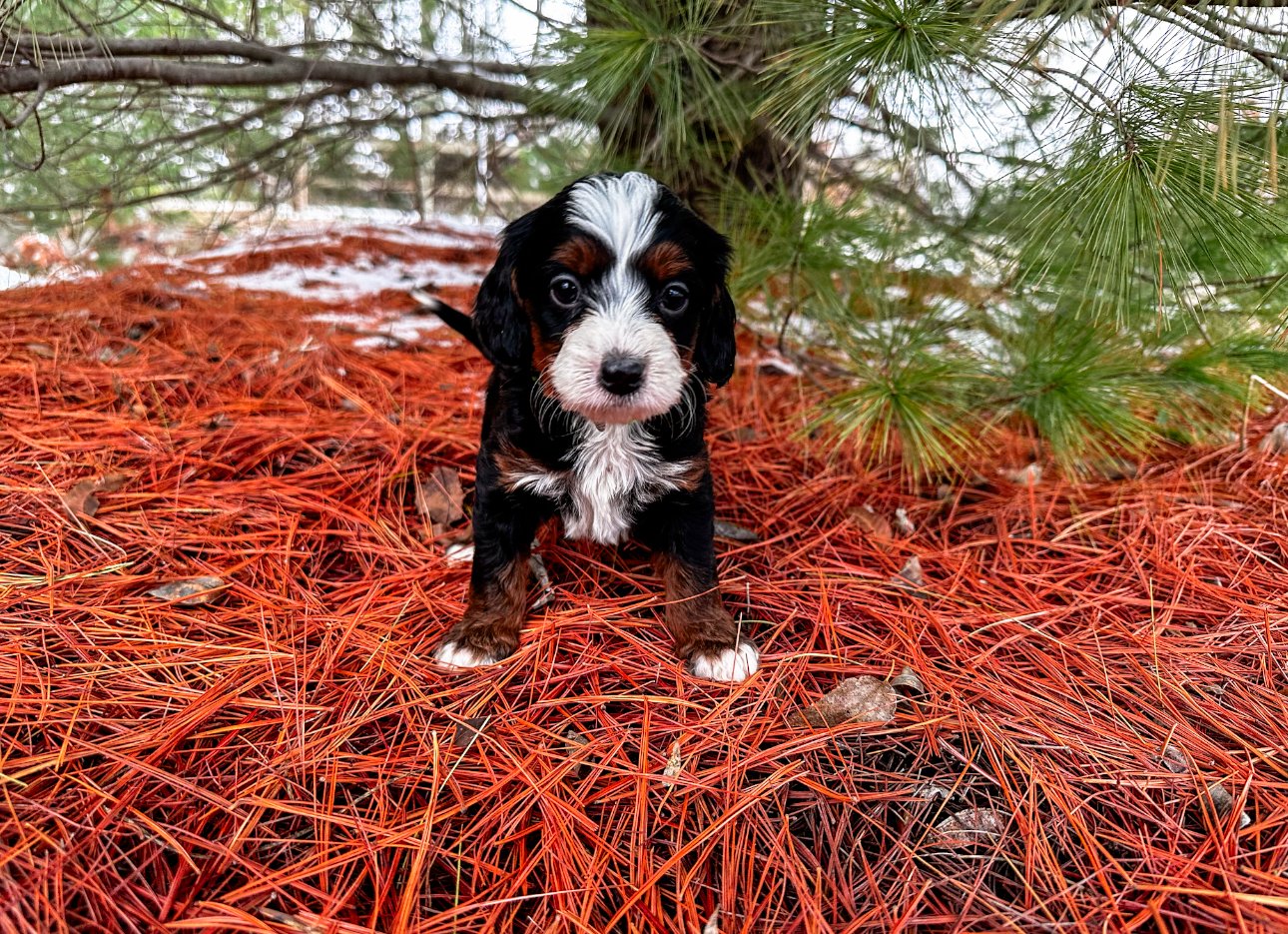 non fading bernedoodle puppy