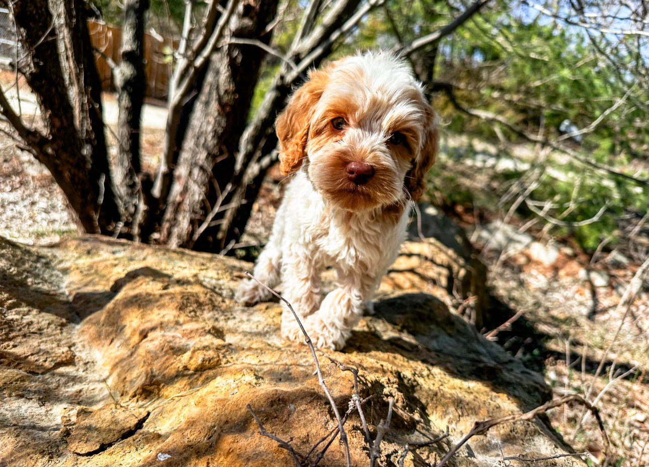 australian labradoodle stud service near me