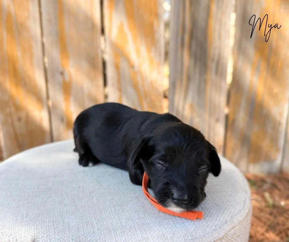 top doodle breeders in kansas