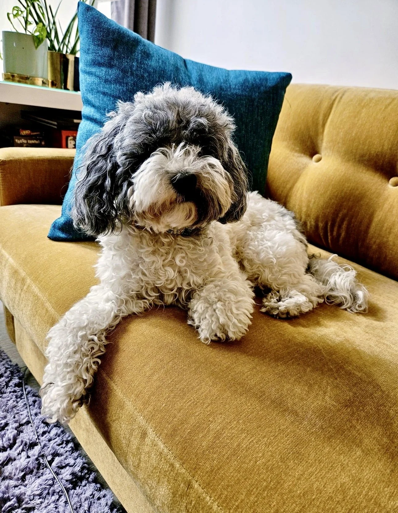 pictures of blue merle parti labradoodles