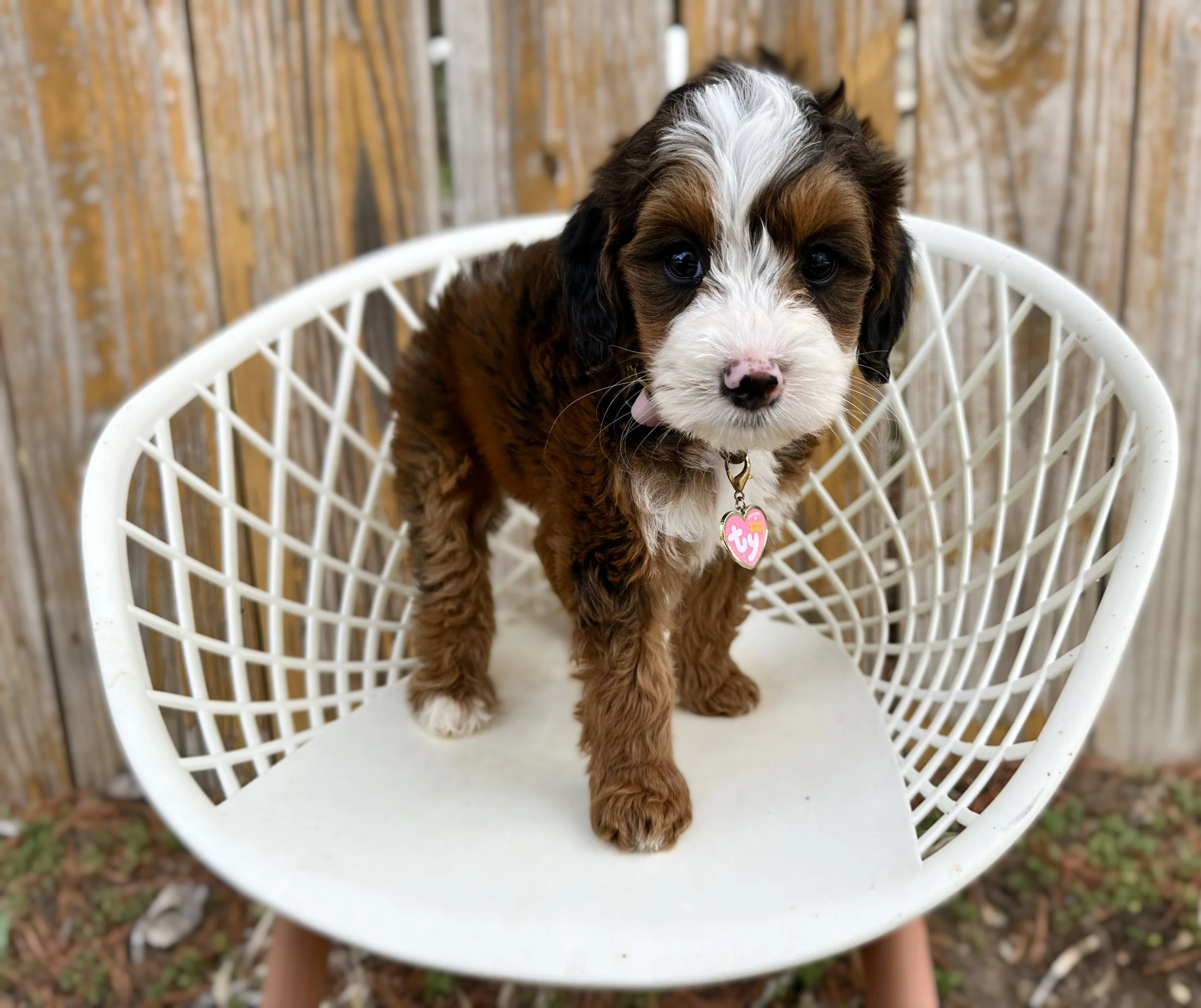 sable bernedoodle puppy