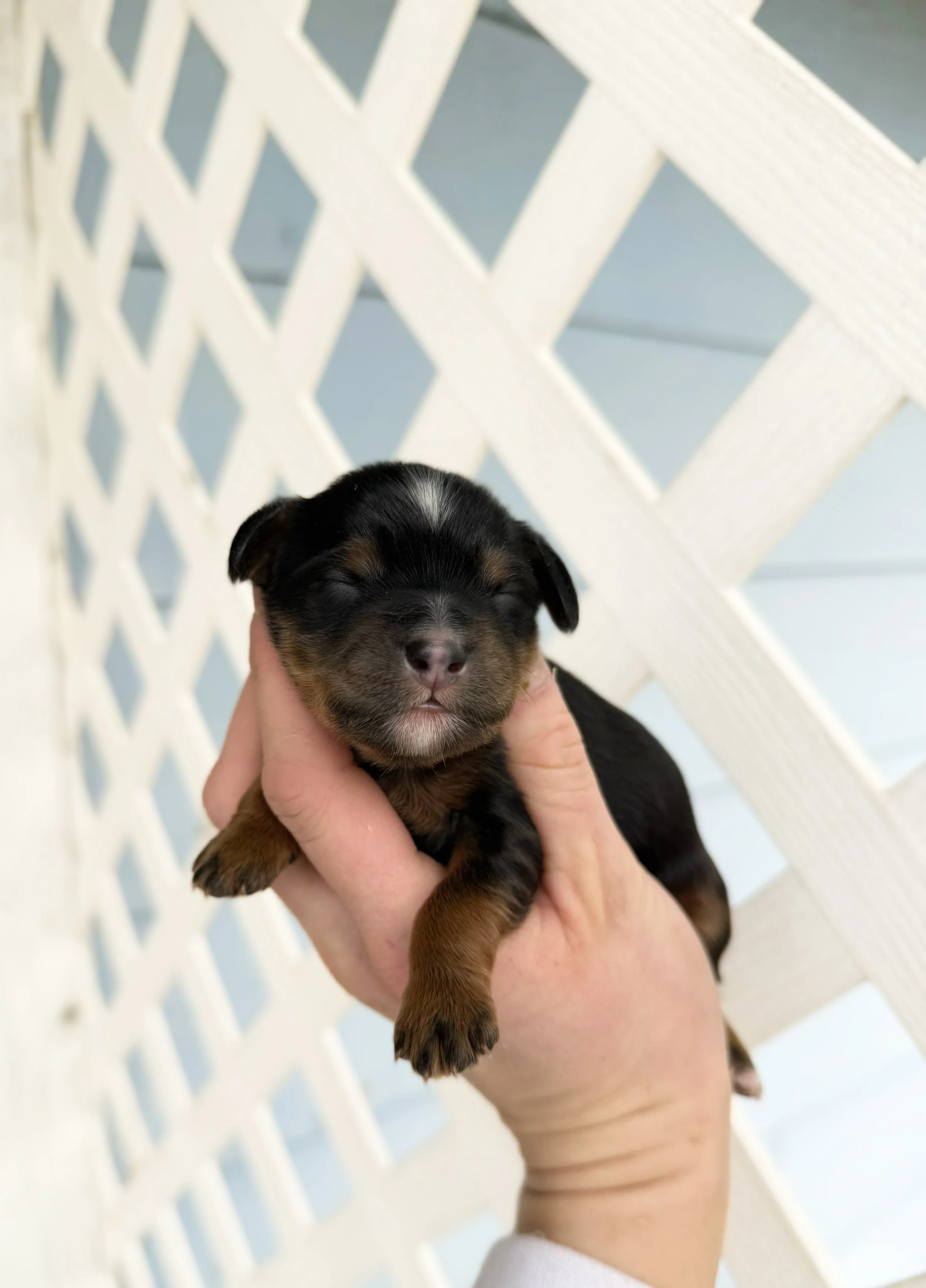 phantom bernedoodle puppy