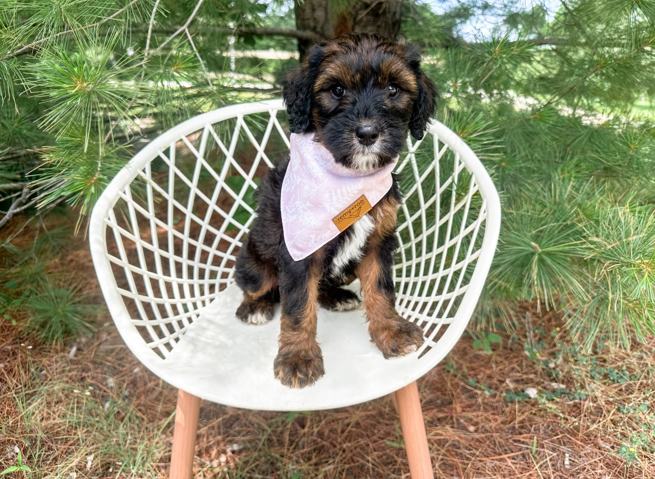 what is a sable australian bernedoodle