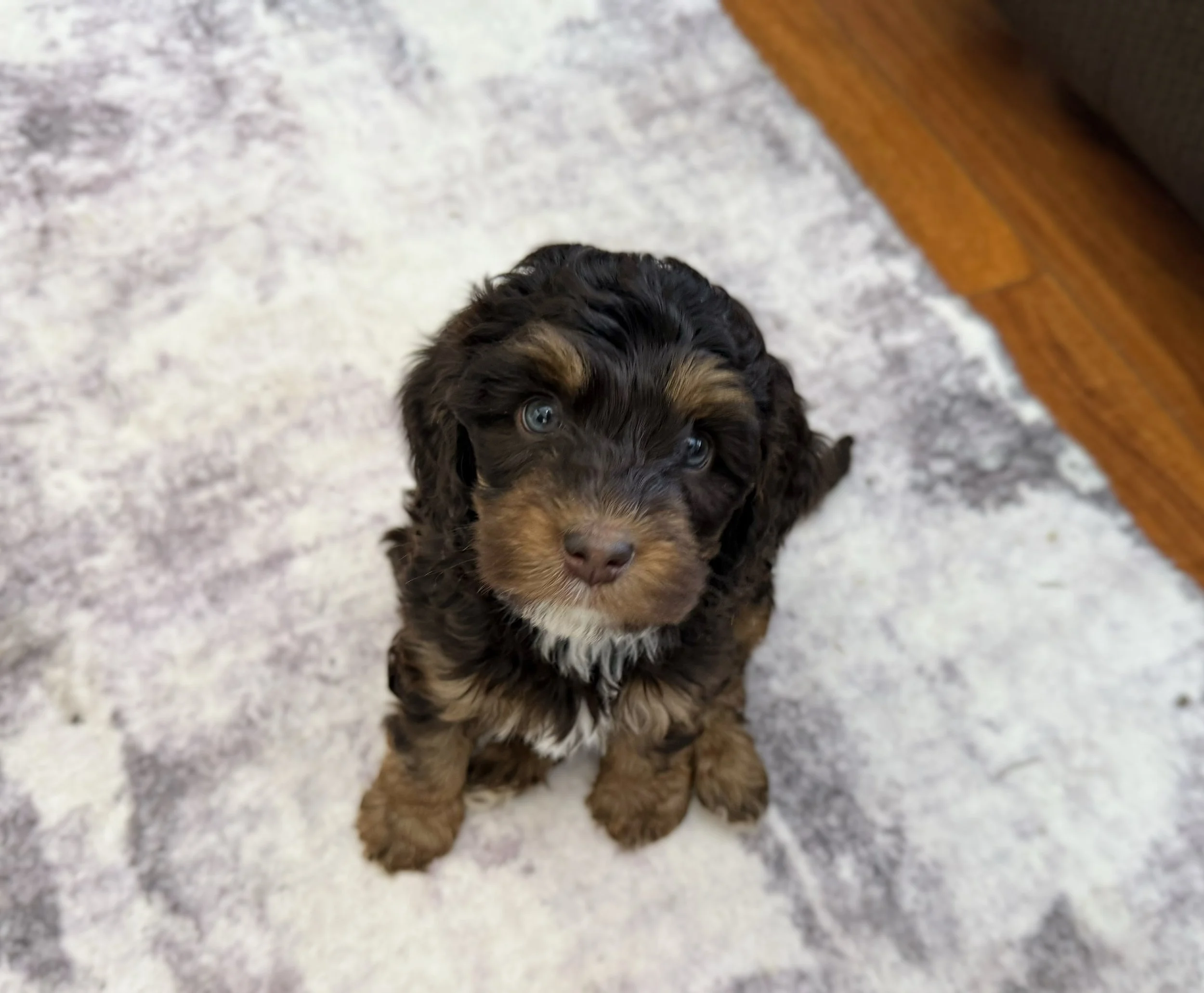 chocolate phantom bernedoodle