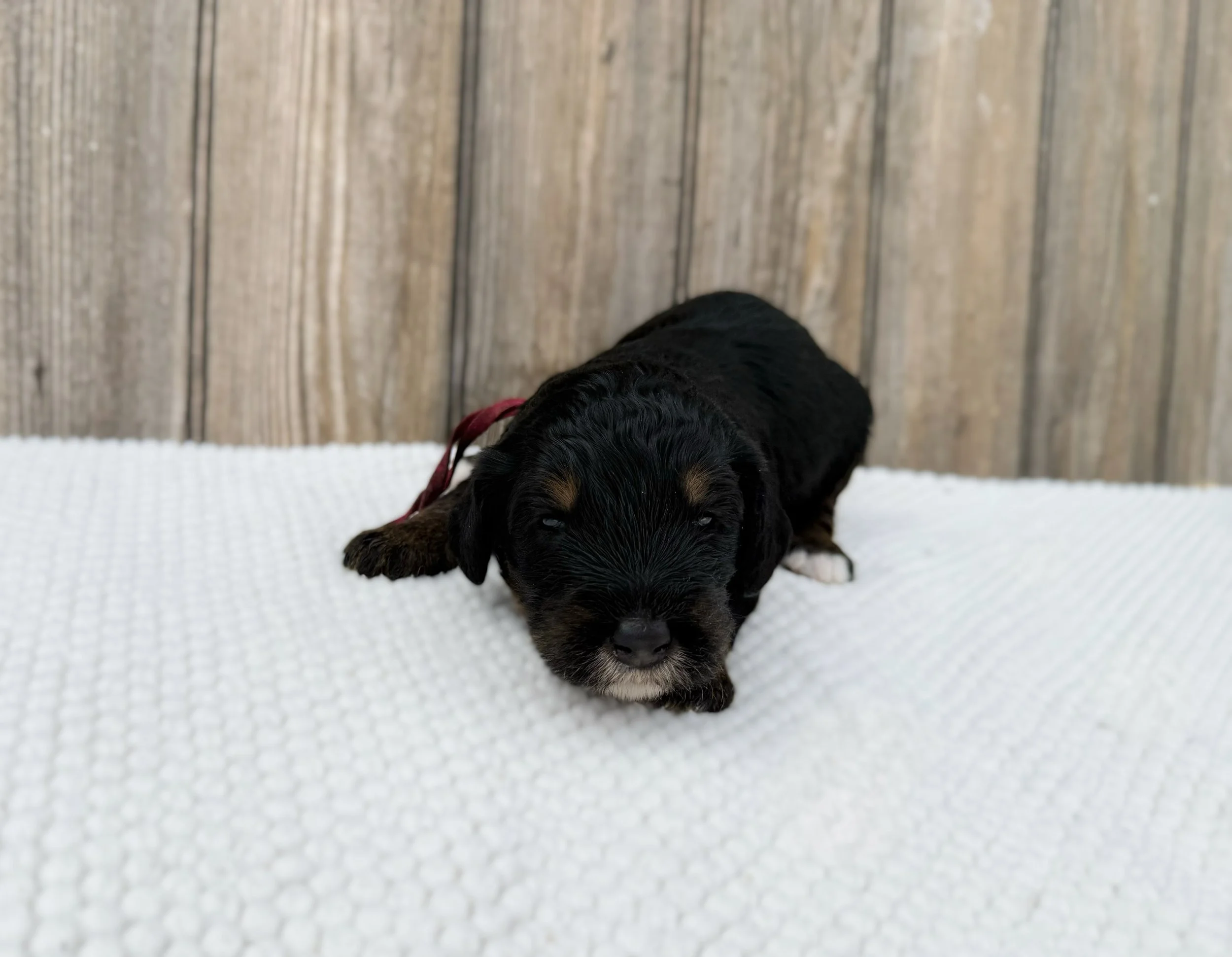 best australian bernedoodle breeder