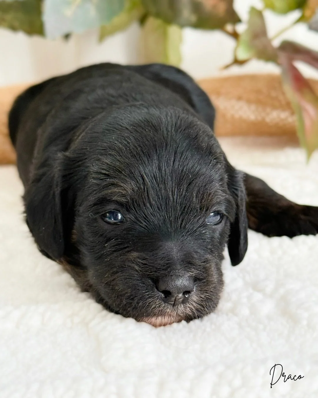 kansas cavapoo breeders