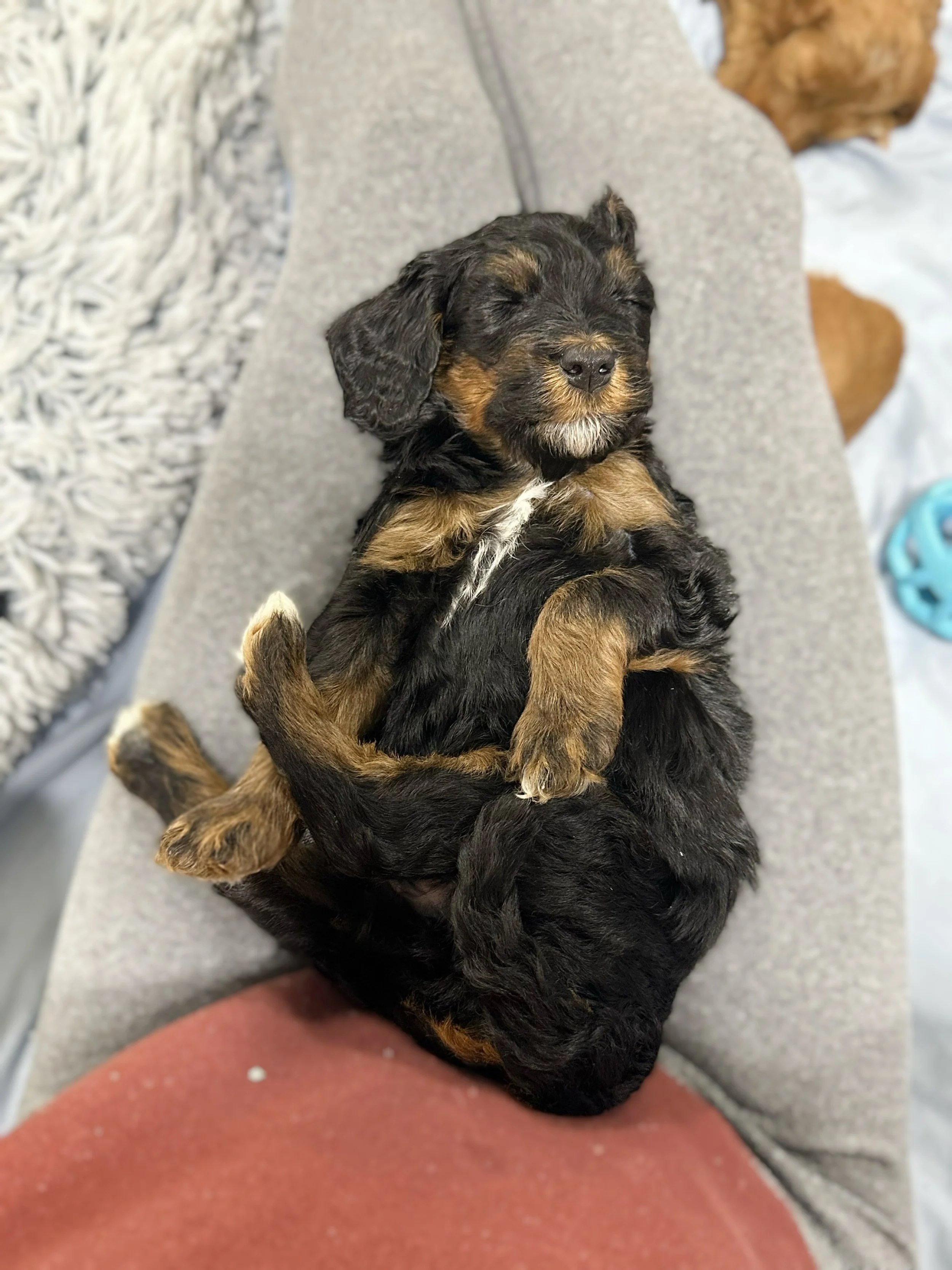 do bernedoodles make good family pets