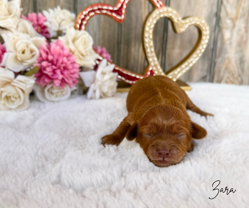 toy cavapoos for sale