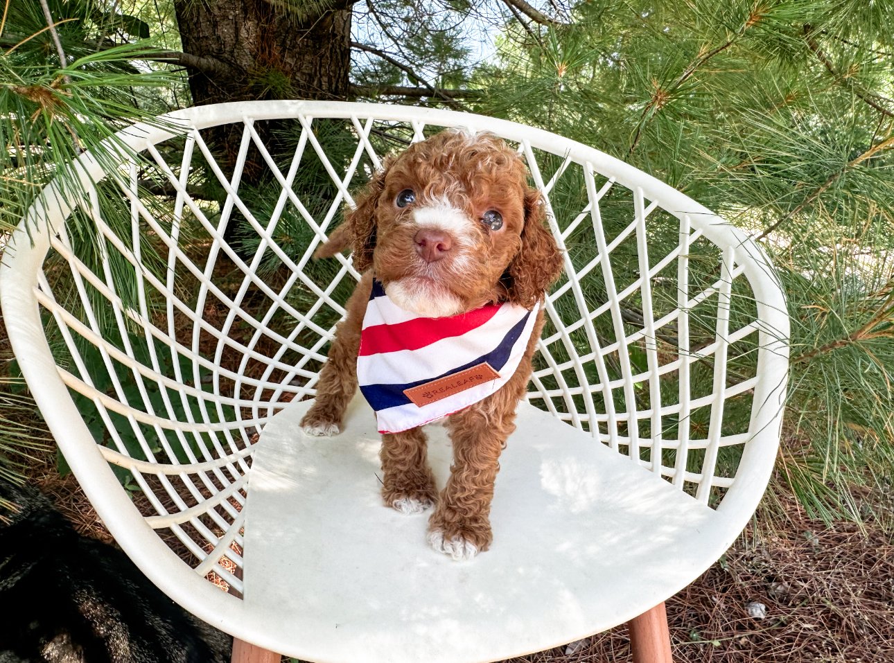 non-shedding labradoodle puppies