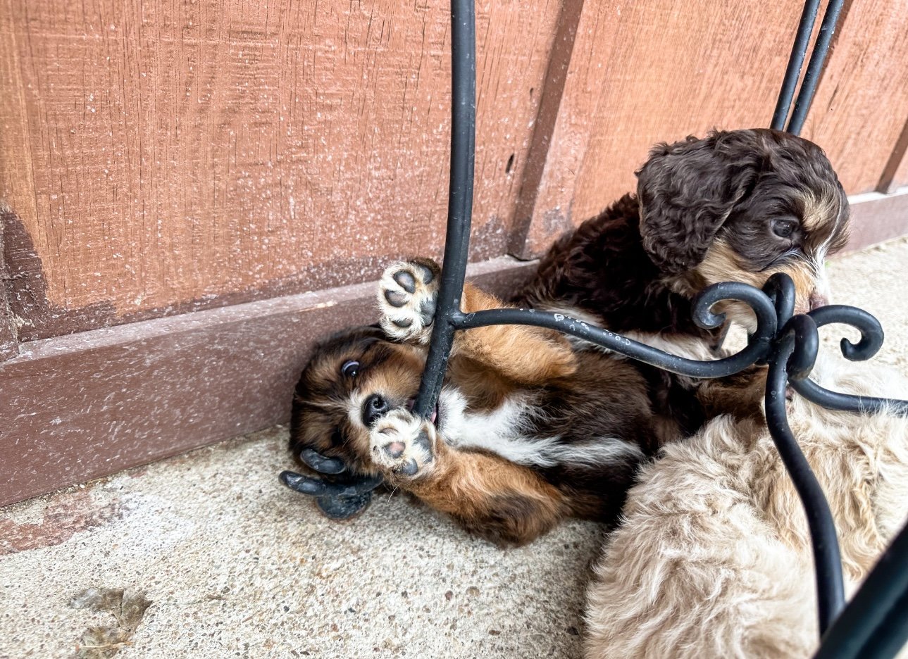 sable bernedoodle puppies