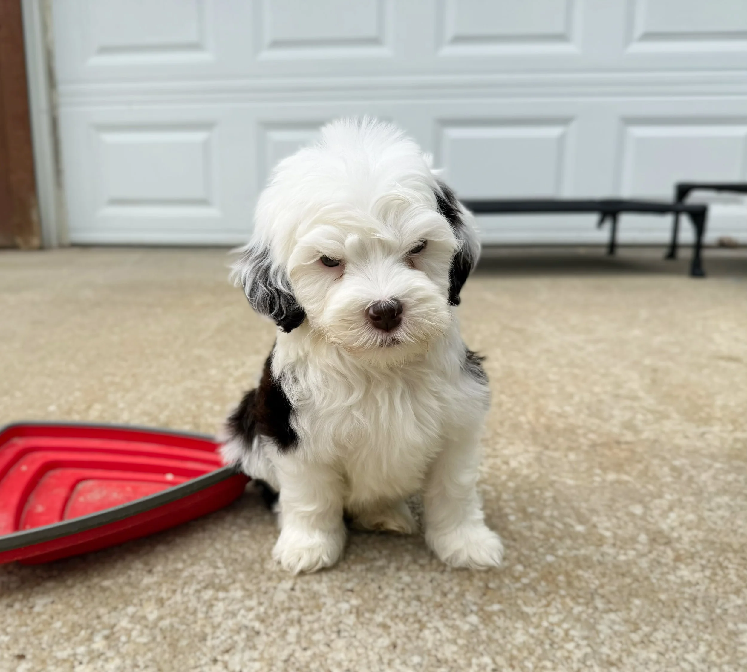mini australian bernedoodle breeders